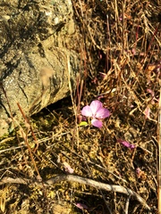 Clarkia bottae