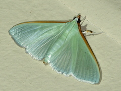 Stemorrhages amphitritalis