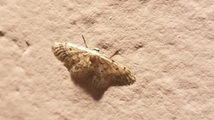 Idaea bonifata