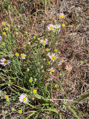 Erigeron filifolius