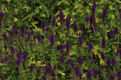 Pogostemon deccanensis