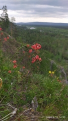 Lilium pumilum