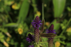 Pogostemon deccanensis