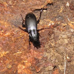 Plocamostethus planiusculus