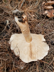 Tricholoma albobrunneum