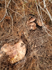 Tricholoma albobrunneum
