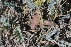 Astragalus miguelensis