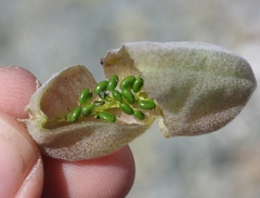 Astragalus miguelensis
