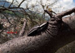 Chalcolepidius approximatus