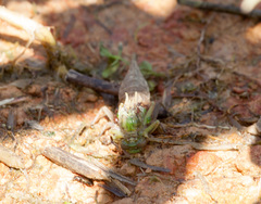 Arigomphus