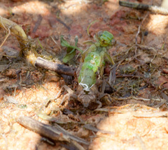 Arigomphus