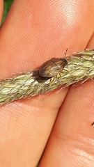 Neottiglossa pusilla