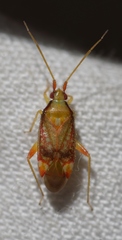 Pseudoloxops coccineus