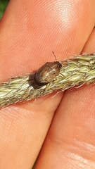 Neottiglossa pusilla