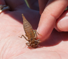 Arigomphus