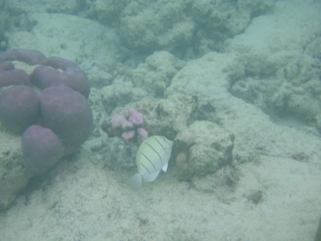 Convict Surgeonfish