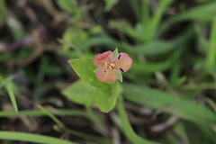 Murdannia lanuginosa