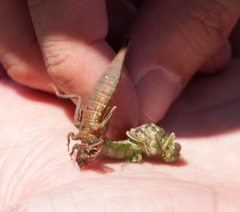 Arigomphus