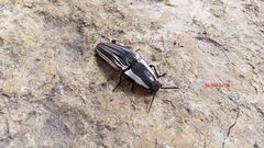 Chalcolepidius approximatus