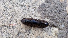 Chalcolepidius approximatus