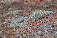 Astragalus miguelensis