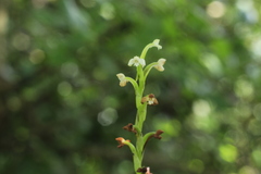 Habenaria brachyphylla