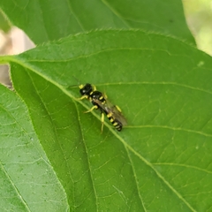 Crossocerus nitidiventris