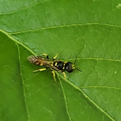 Crossocerus nitidiventris