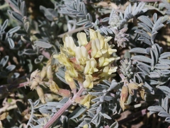 Astragalus miguelensis