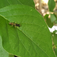 Crossocerus nitidiventris