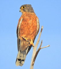 Rock Kestrel photo 2