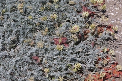 Astragalus miguelensis