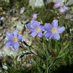 Linum alpinum
