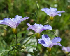 Linum alpinum