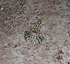 Lithobates spectabilis