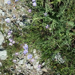 Linum alpinum