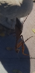 Stagmomantis