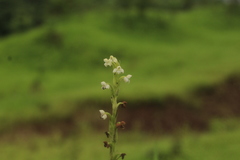 Habenaria brachyphylla