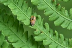 Olethreutes arcuella