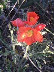 Sphaeralcea coccinea coccinea