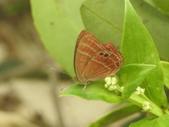 Abisara echerius