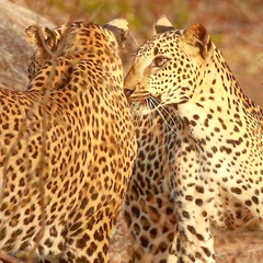 Panthera pardus kotiya