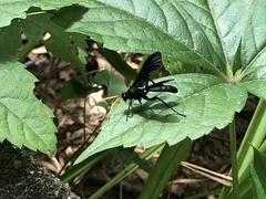 Gnamptopelta obsidianator