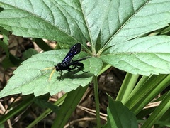 Gnamptopelta obsidianator