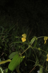 Impatiens dalzellii