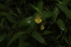 Impatiens dalzellii