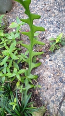 Selenicereus anthonyanus