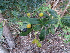 Alyxia spicata