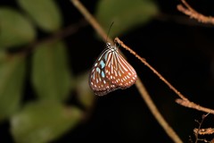 Ideopsis similis