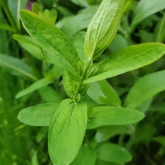 Hypericum punctatum